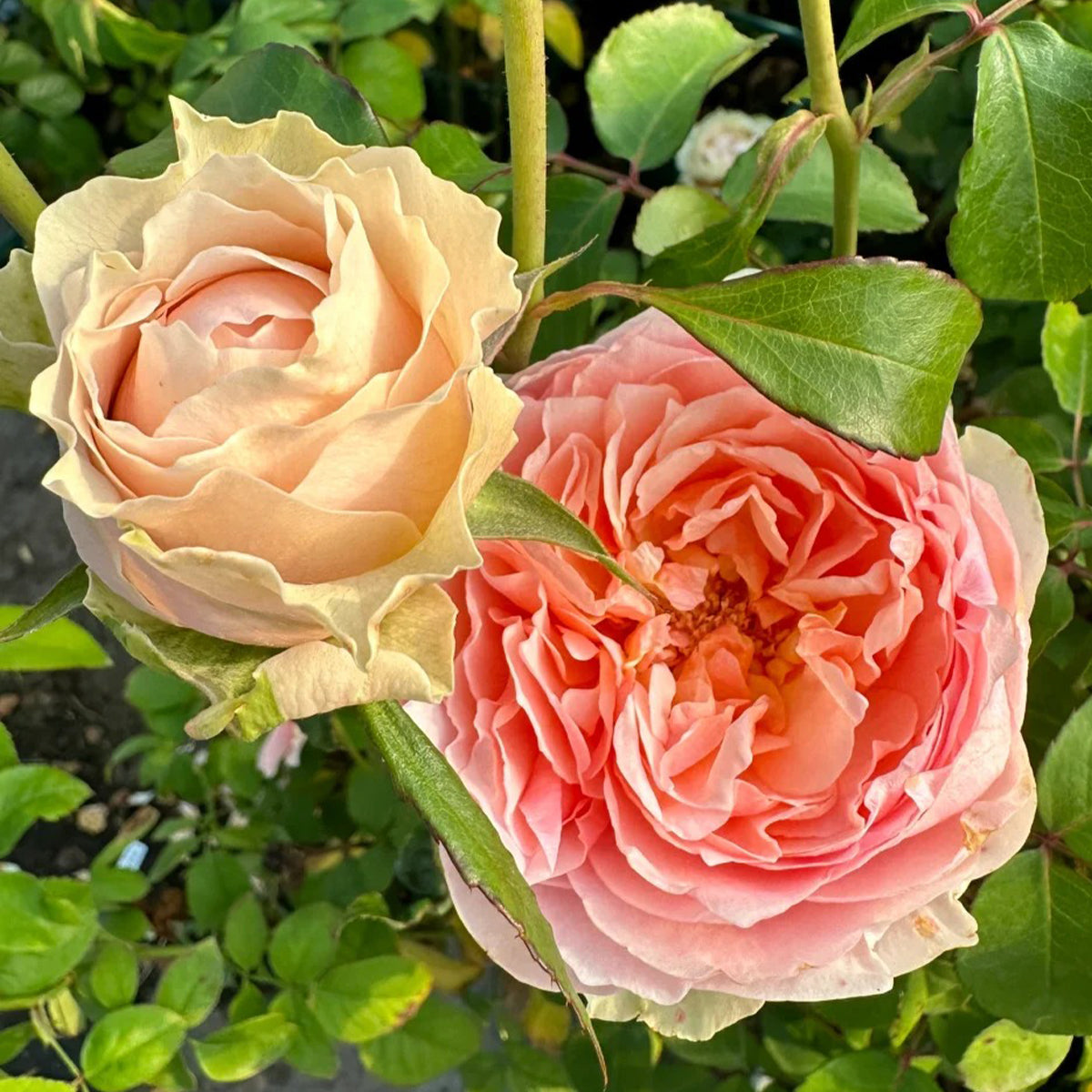 Victorian Bride German Florist Shrub Rose