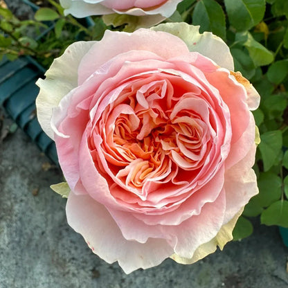 Victorian Bride German Florist Shrub Rose