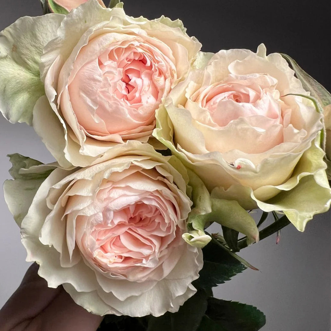 Victorian Bride German Florist Shrub Rose