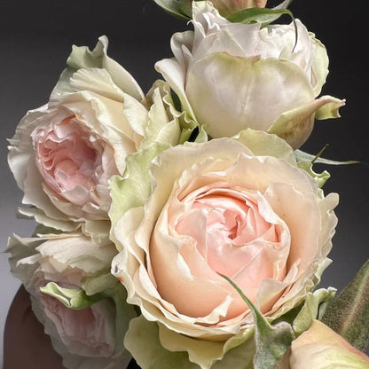 Victorian Bride German Florist Shrub Rose