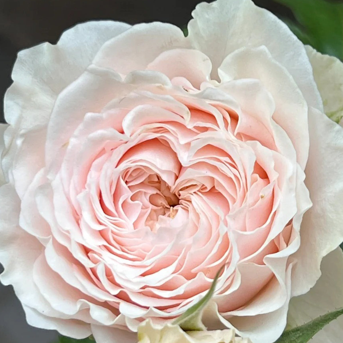 Victorian Bride German Florist Shrub Rose