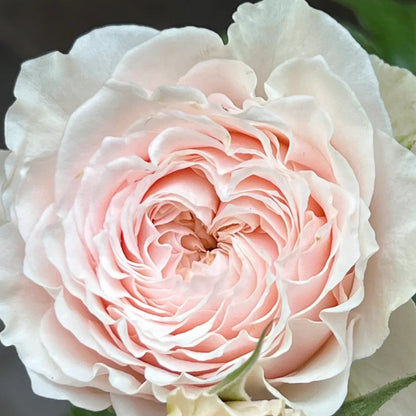 Victorian Bride German Florist Shrub Rose