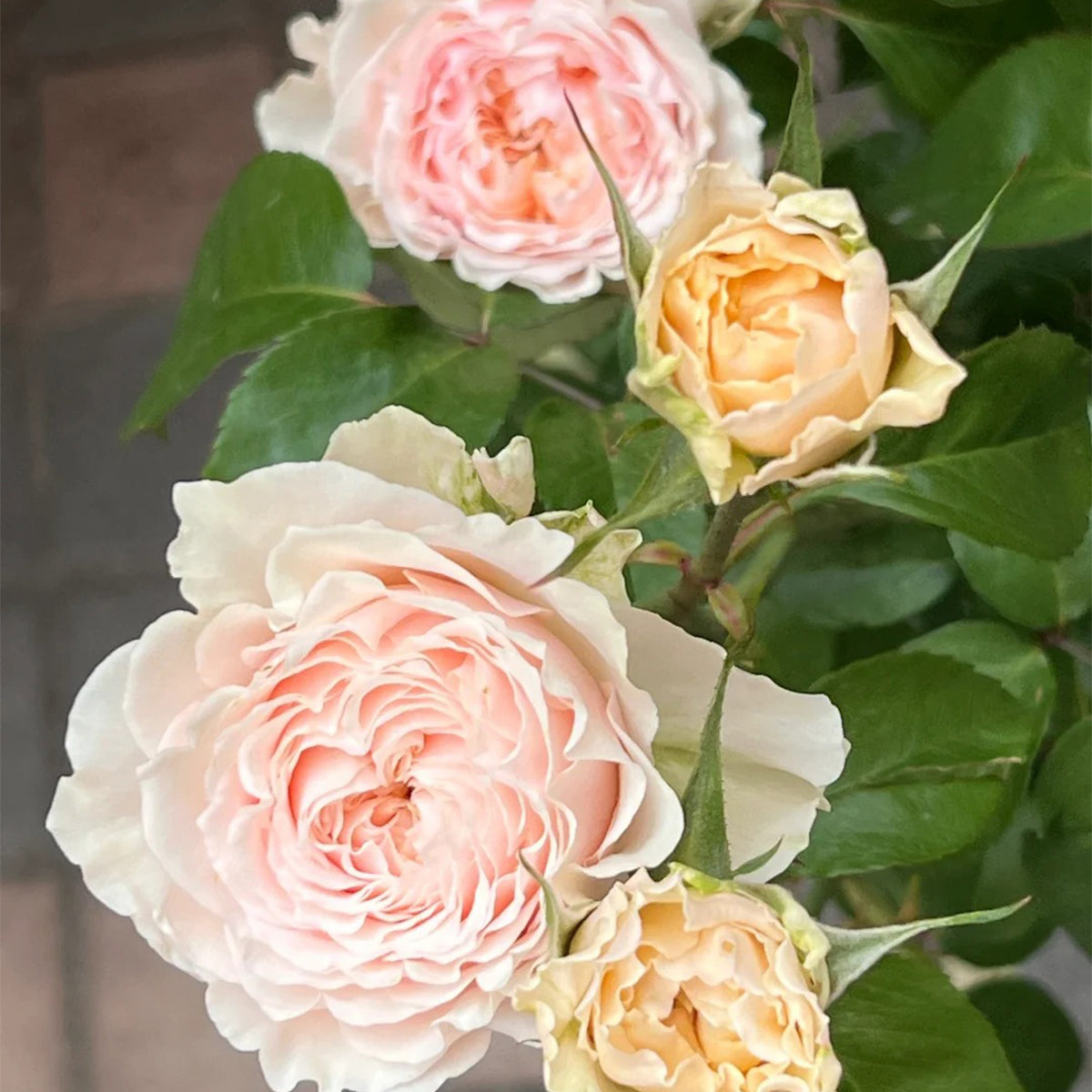Victorian Bride German Florist Shrub Rose