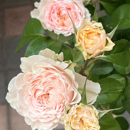 Victorian Bride German Florist Shrub Rose