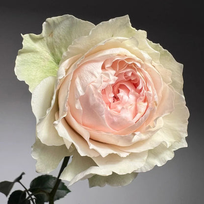 Victorian Bride German Florist Shrub Rose