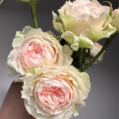 Victorian Bride German Florist Shrub Rose