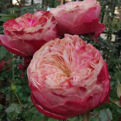 Victorian Classic Netherlands Florist Shrub Rose