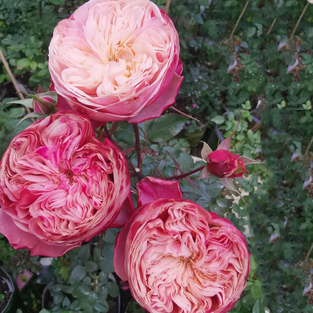 Victorian Classic Netherlands Florist Shrub Rose