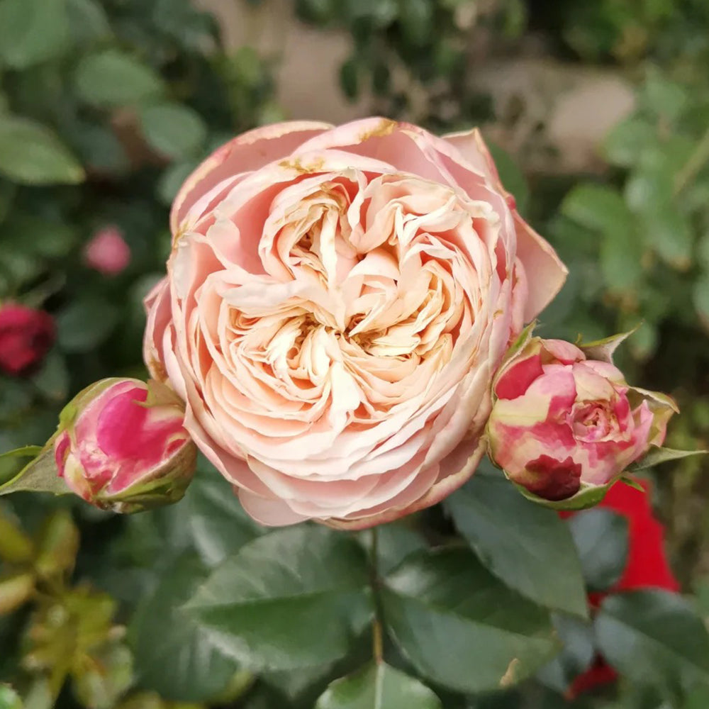 Victorian Classic Netherlands Florist Shrub Rose