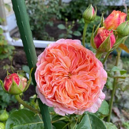 Victorian Secret Dutch Florist Shrub Rose