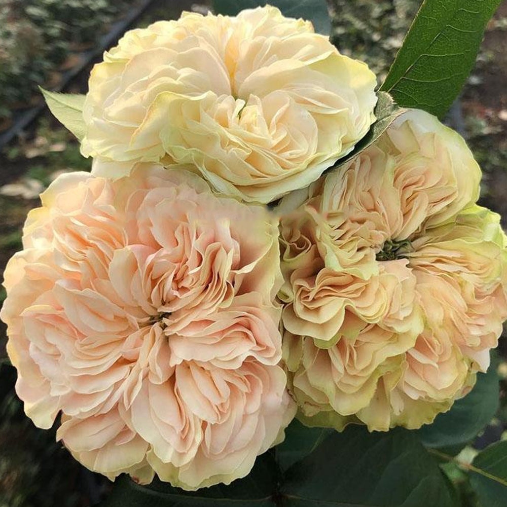 Victorian Wedding Dutch Florist Shrub Rose – Highgarden Roses