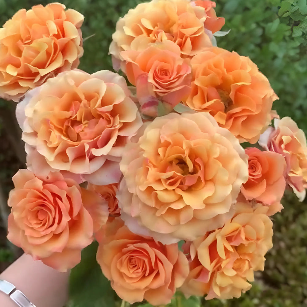 Vintage Sepia Japanese Florist Shrub Rose