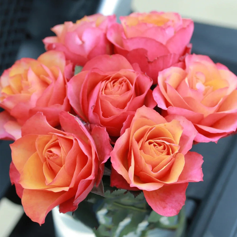 Sepia'n Roses サイン色紙2枚 Vintage Sepia Japanese Florist Shrub Rose For Sale – Highgarden Roses