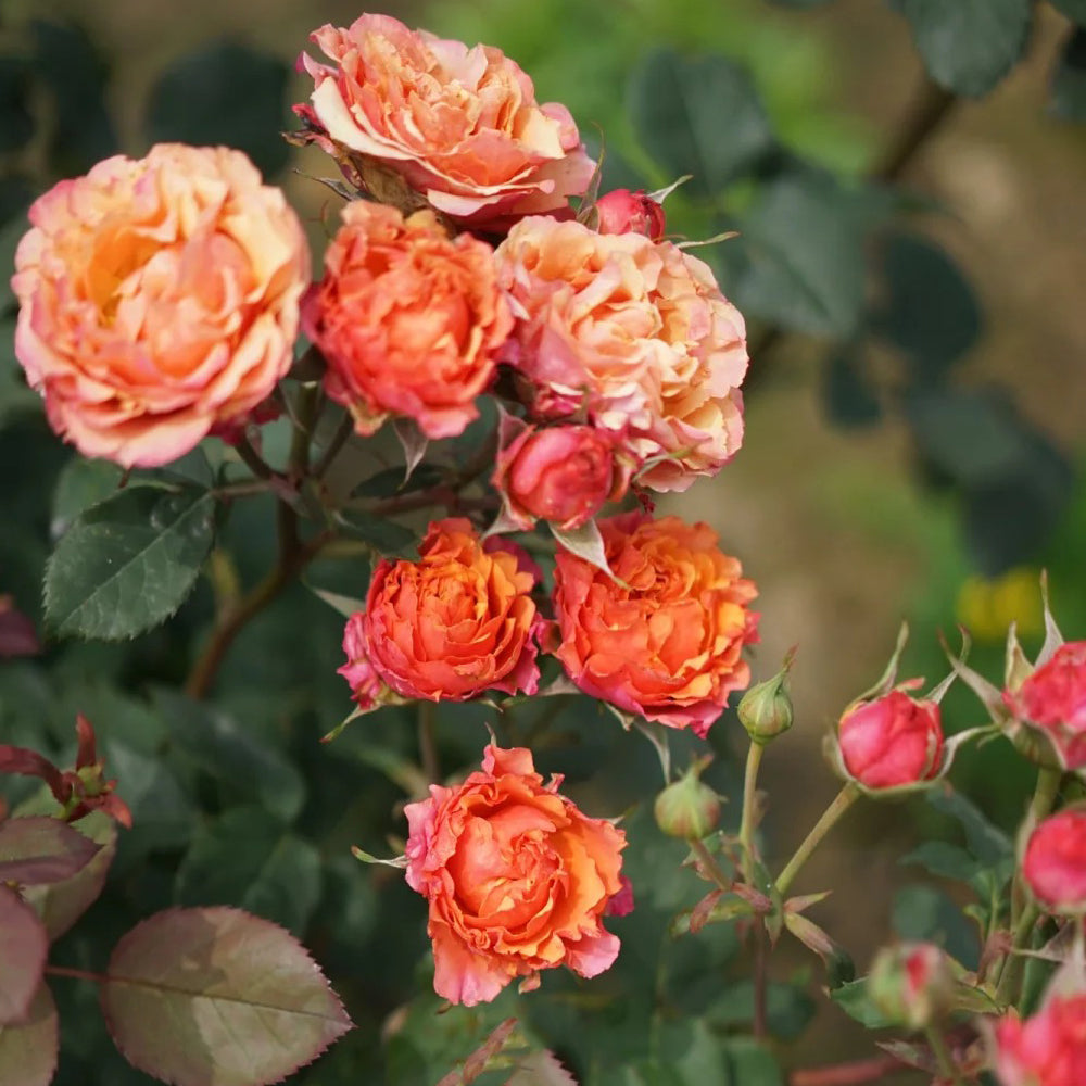Vintage Sepia Japanese Florist Shrub Rose For Sale – Highgarden Roses