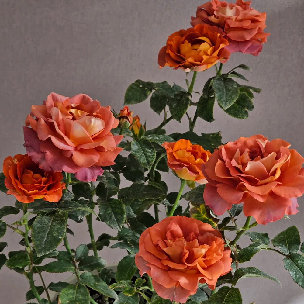 Vintage Sepia Japanese Florist Shrub Rose For Sale – Highgarden Roses