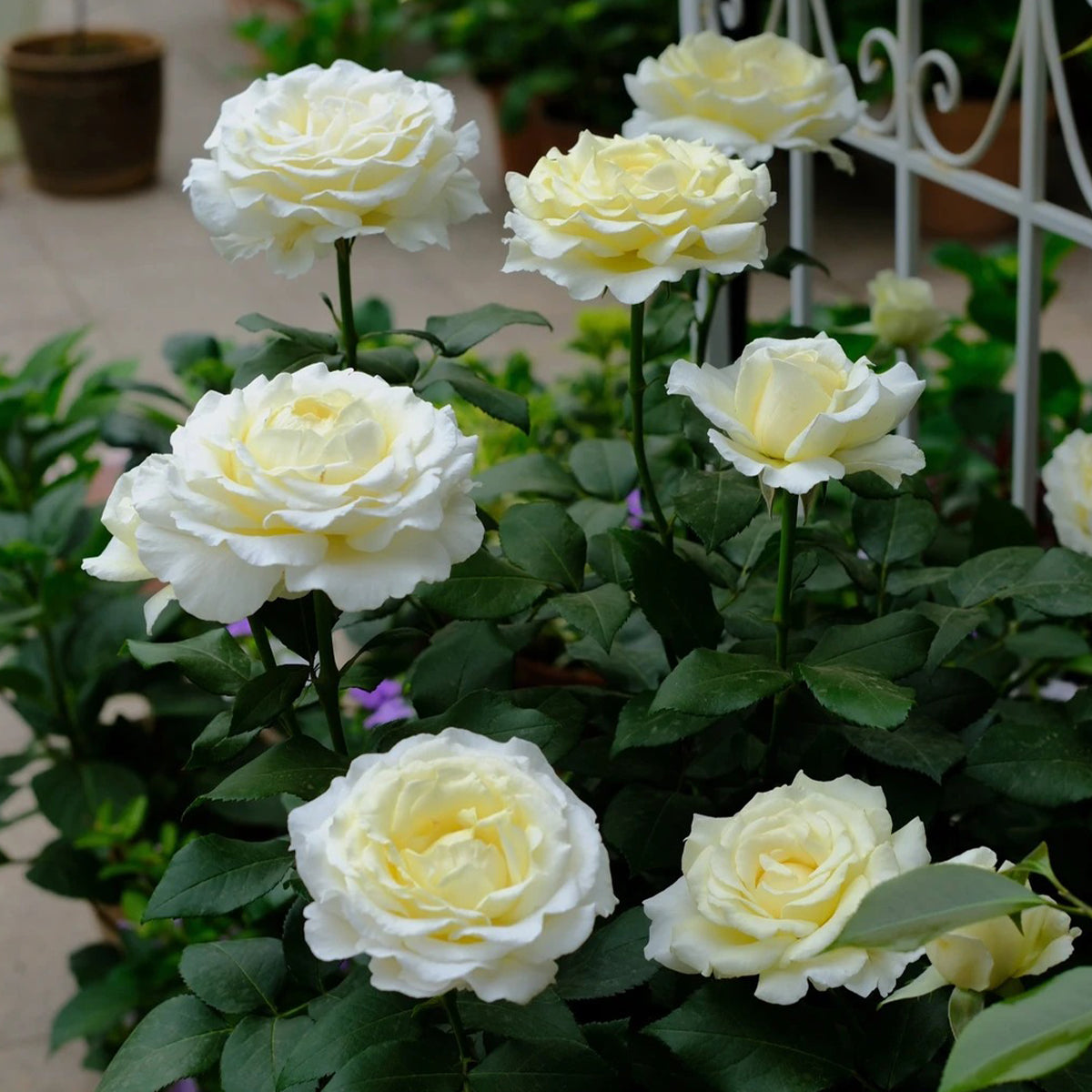 Vitality Dutch Florist Shrub Rose