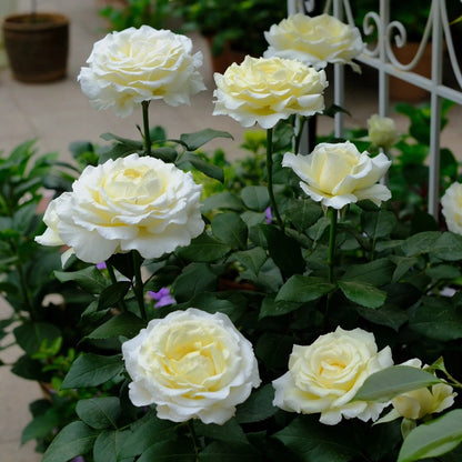 Vitality Dutch Florist Shrub Rose
