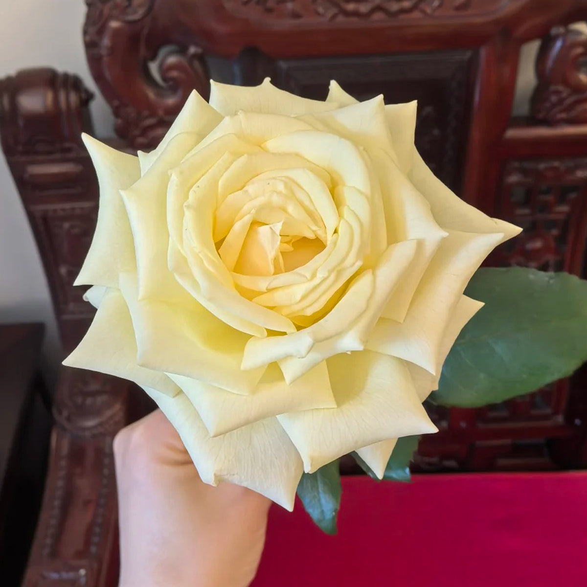 Vitality Dutch Florist Shrub Rose