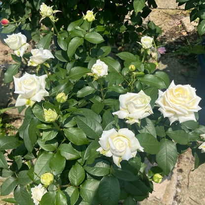 Vitality Dutch Florist Shrub Rose