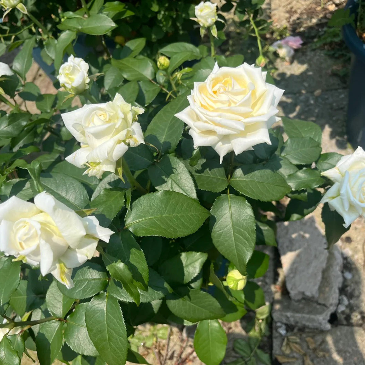 Vitality Dutch Florist Shrub Rose