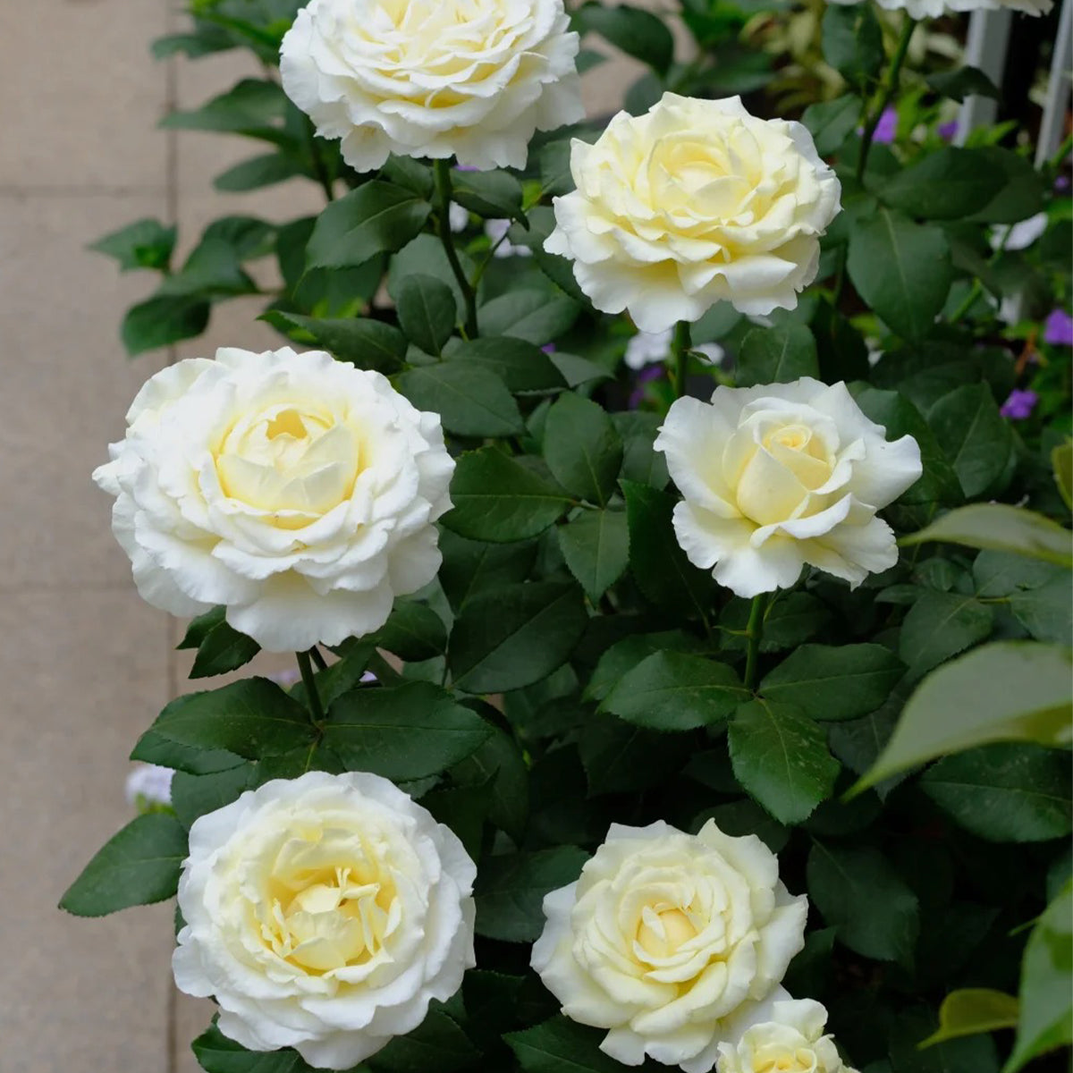 Vitality Dutch Florist Shrub Rose
