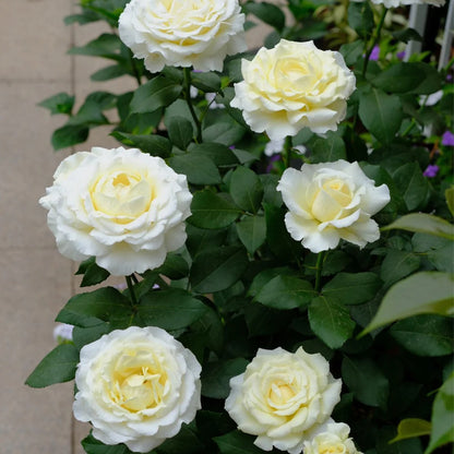 Vitality Dutch Florist Shrub Rose