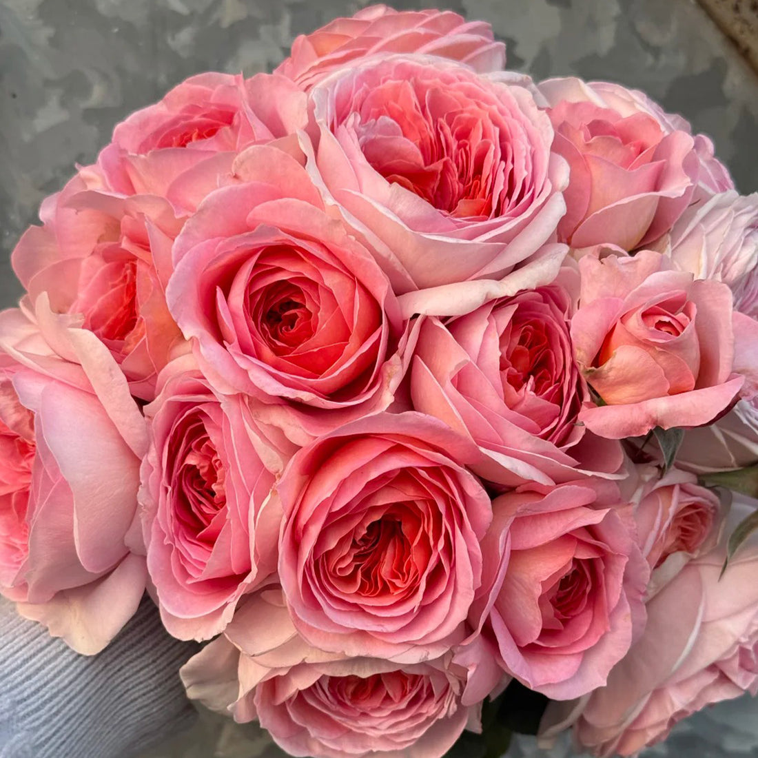 Vivian Dutch Florist Shrub Rose