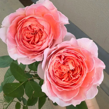Vivian Dutch Florist Shrub Rose