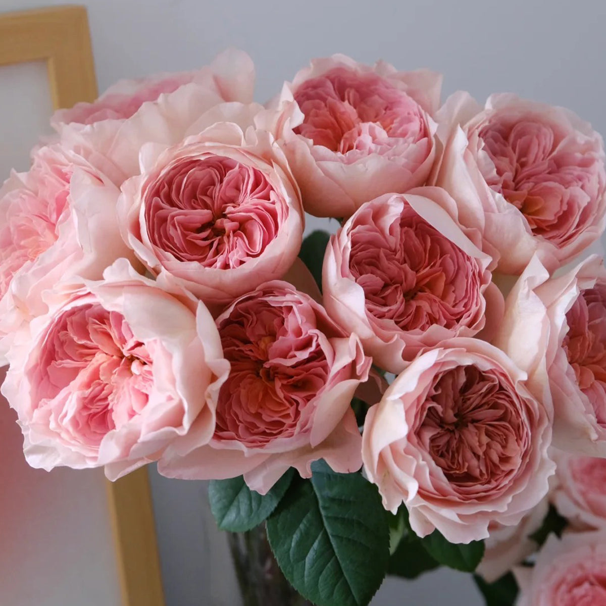 Vivian Dutch Florist Shrub Rose