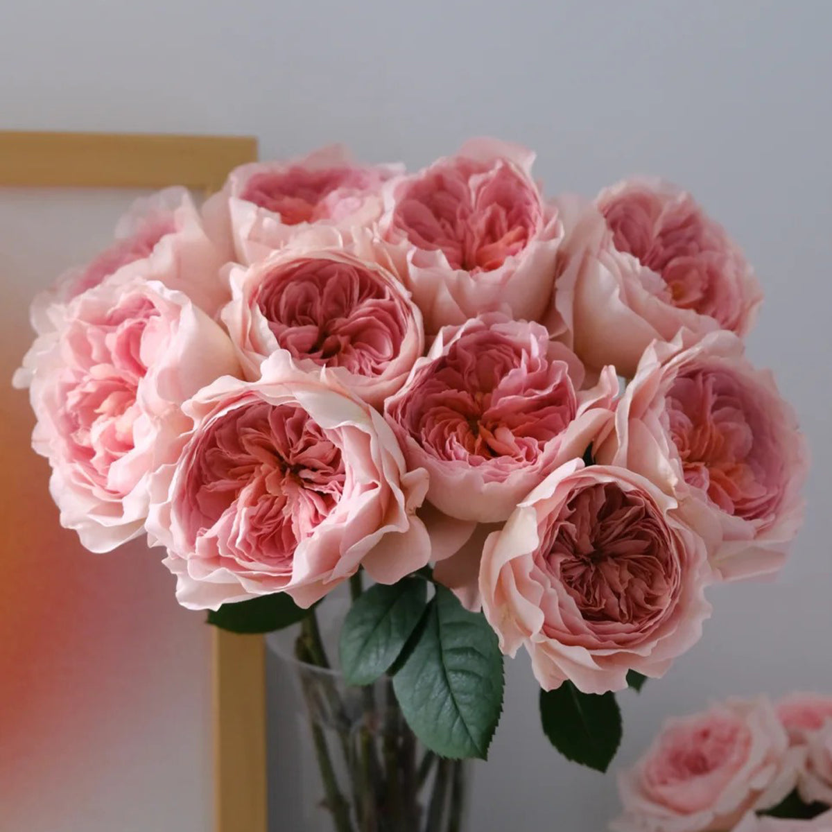 Vivian Dutch Florist Shrub Rose