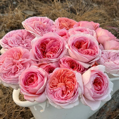 Vivian Dutch Florist Shrub Rose