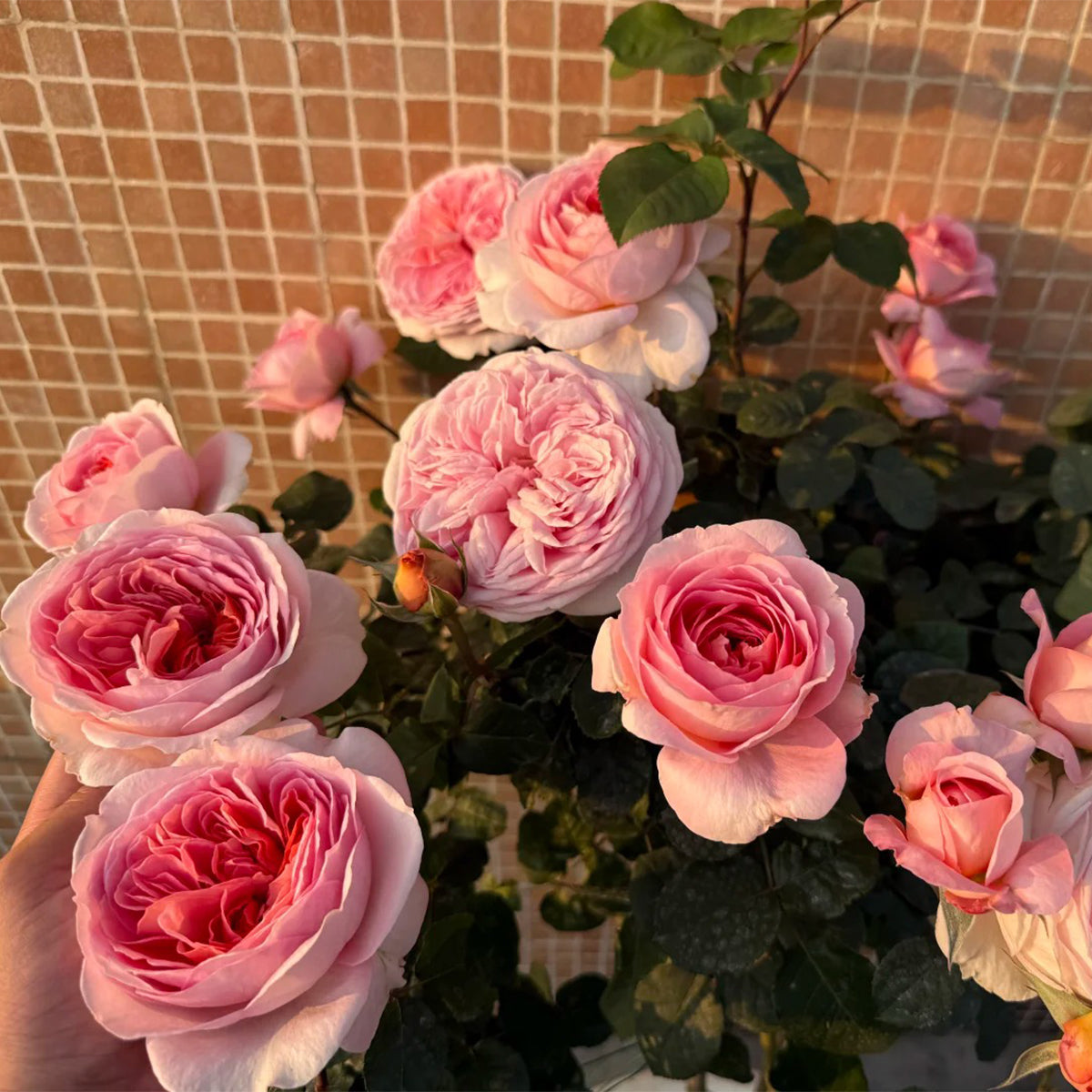 Vivian Dutch Florist Shrub Rose