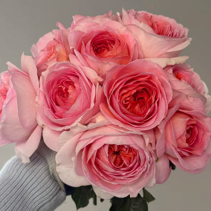 Vivian Dutch Florist Shrub Rose