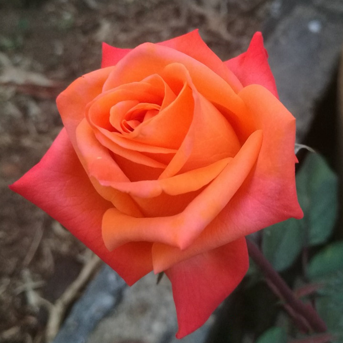 Voodoo Dutch Florist Hybrid Tea Rose