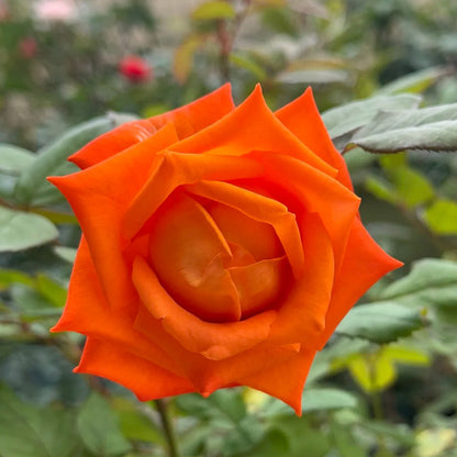 Voodoo Dutch Florist Hybrid Tea Rose