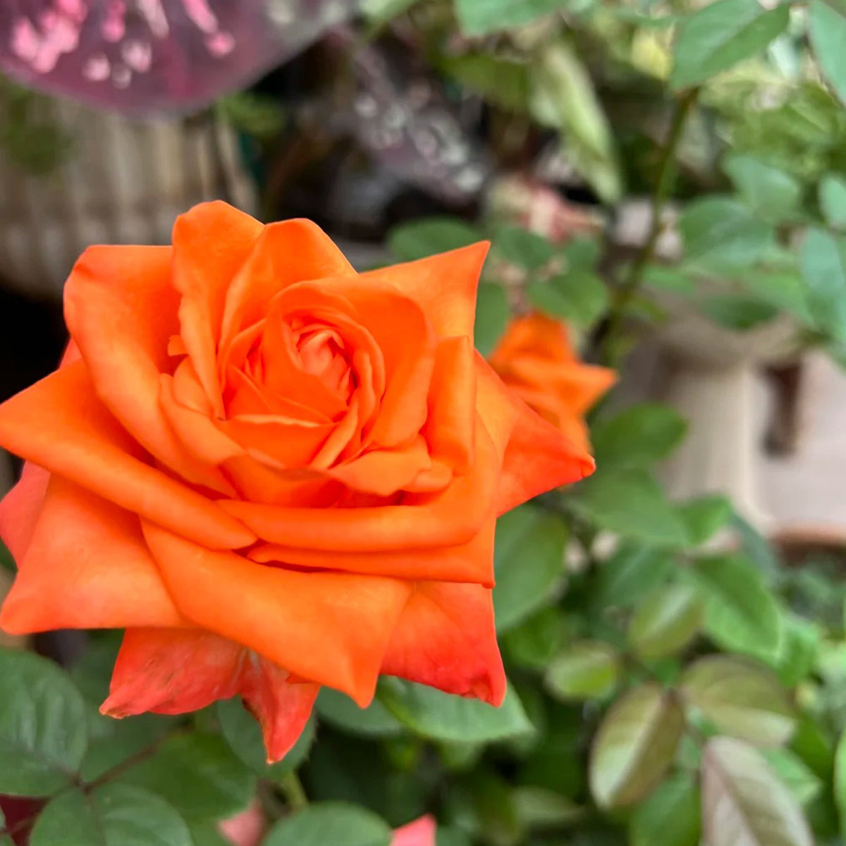 Voodoo Dutch Florist Hybrid Tea Rose