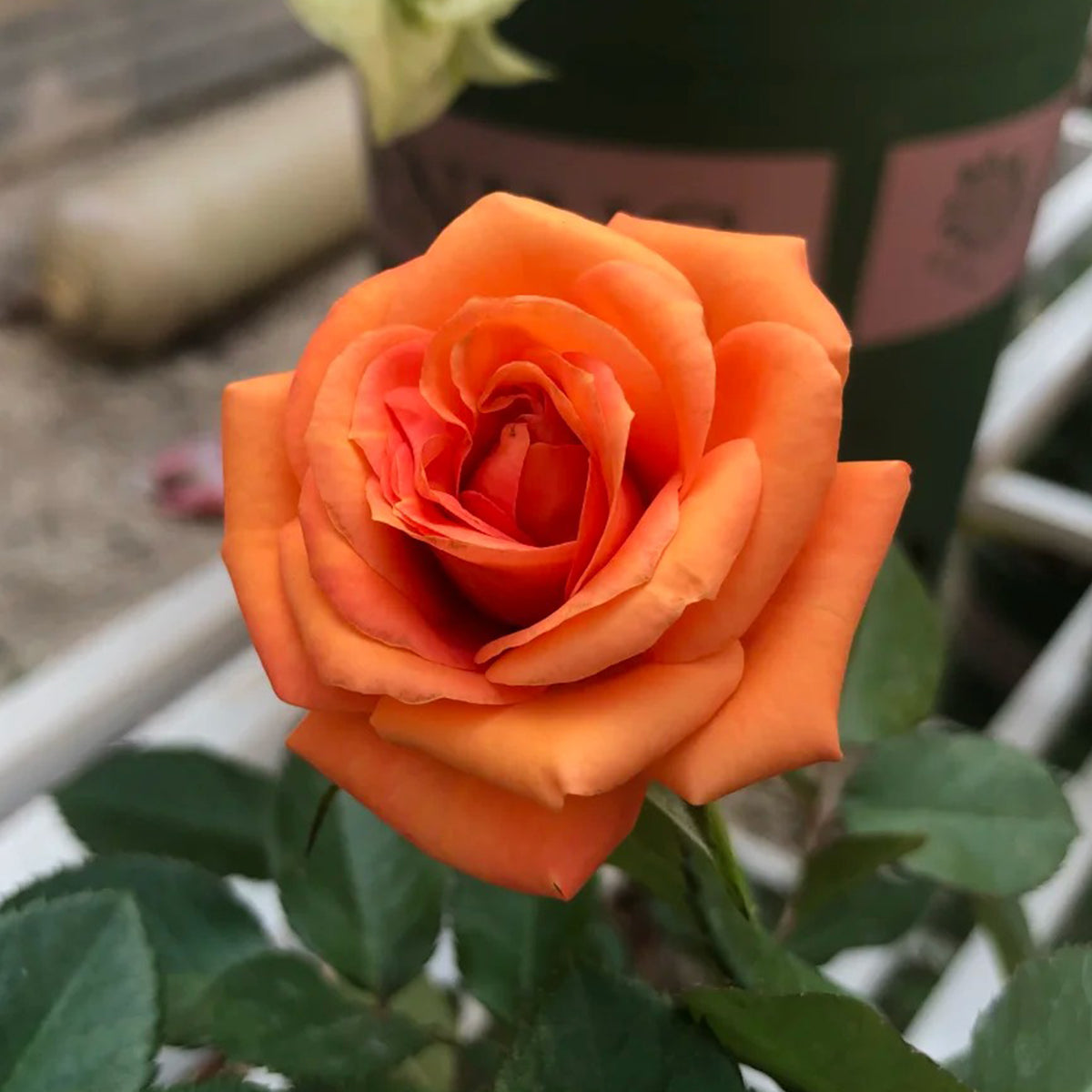 Voodoo Dutch Florist Hybrid Tea Rose