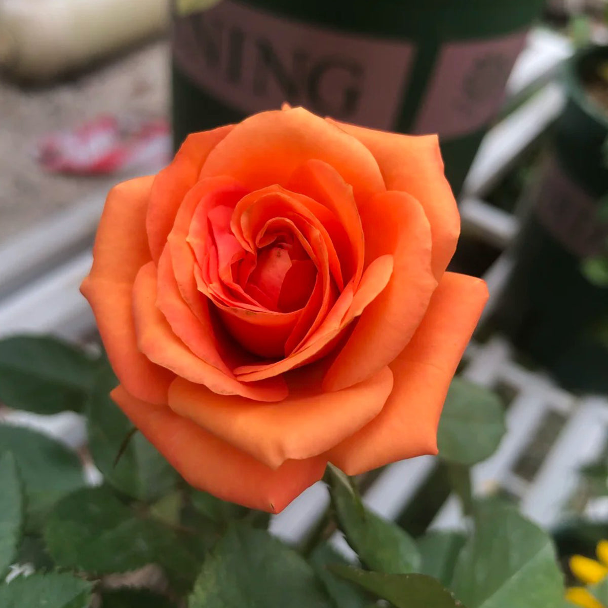 Voodoo Dutch Florist Hybrid Tea Rose