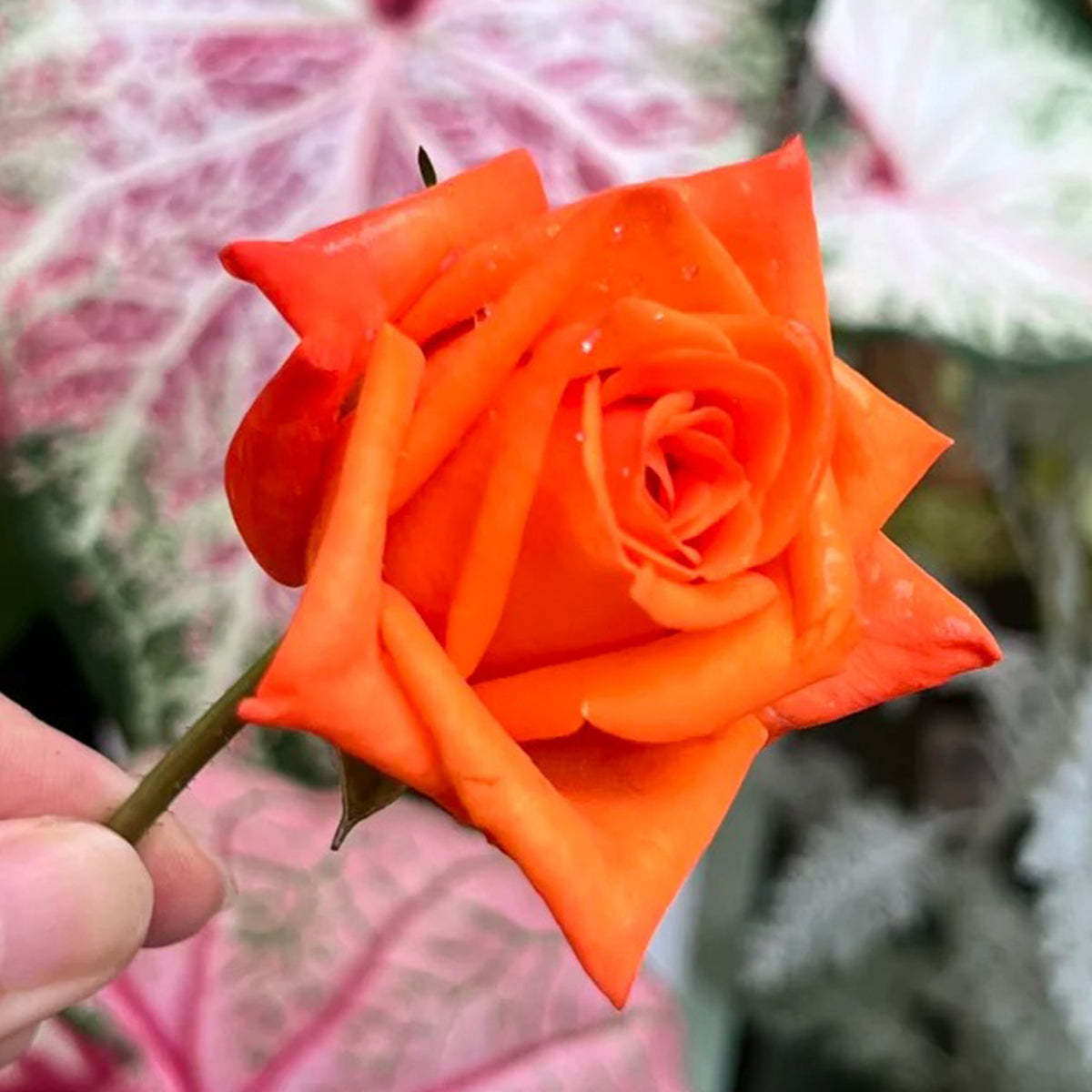 Voodoo Dutch Florist Hybrid Tea Rose