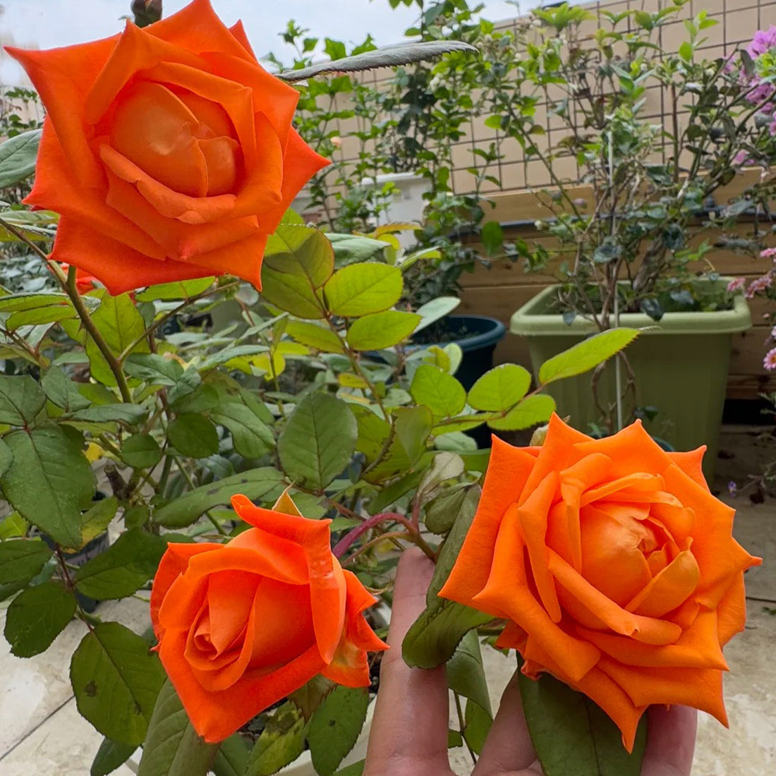 Voodoo Dutch Florist Hybrid Tea Rose