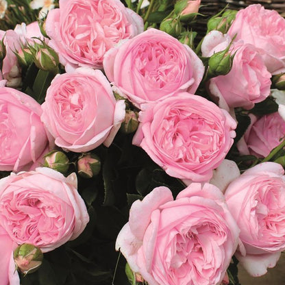 Voyage German Florist Shrub Rose
