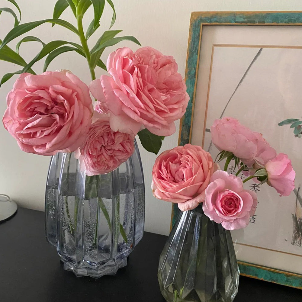 Voyage German Florist Shrub Rose