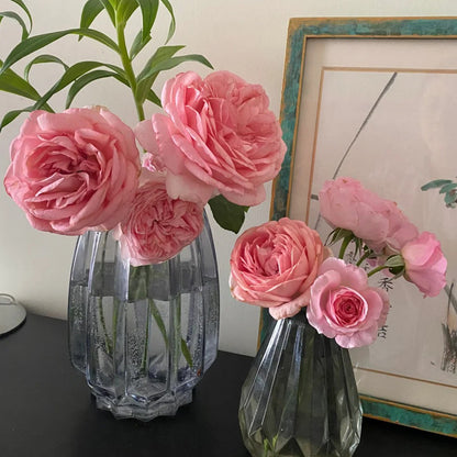 Voyage German Florist Shrub Rose