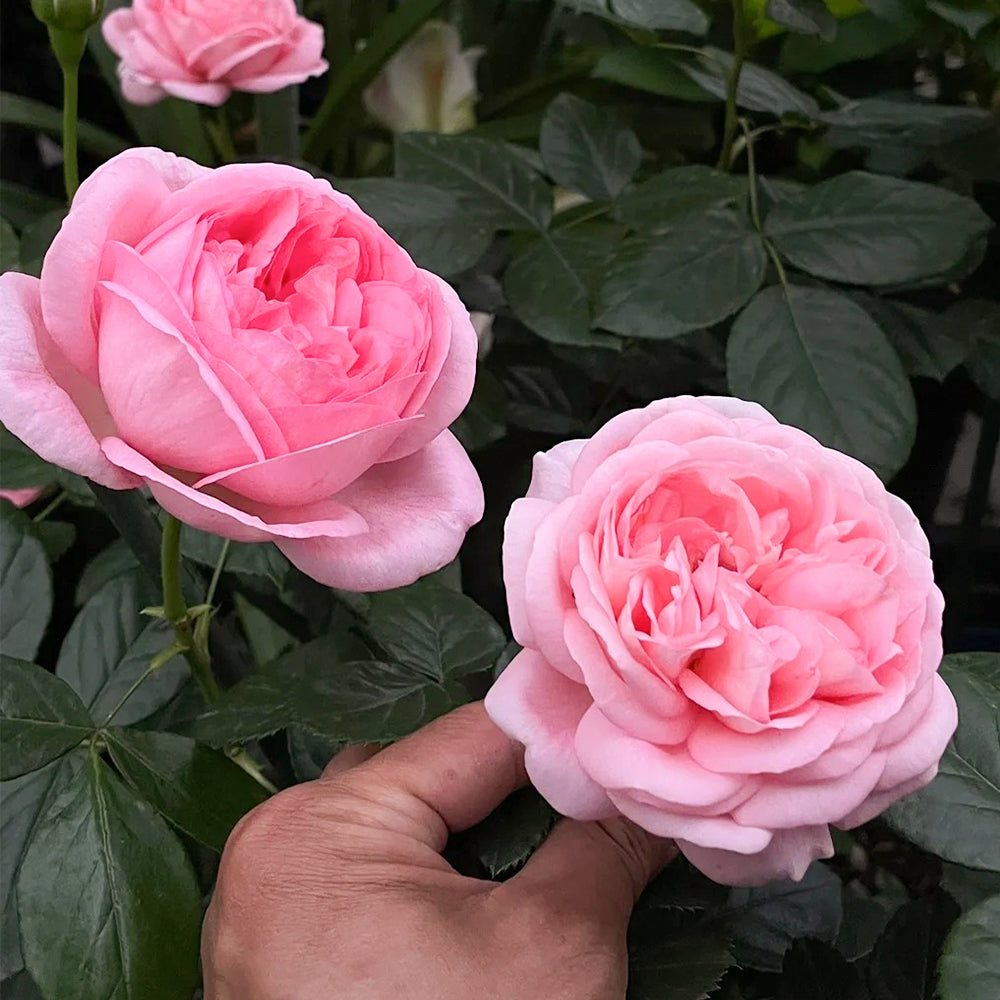 Voyage German Florist Shrub Rose Own Root | Highgarden Roses | Tantau