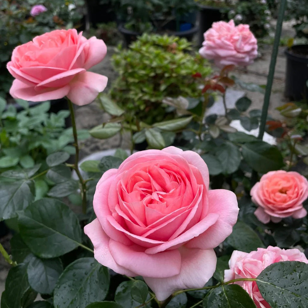 Voyage German Florist Shrub Rose Own Root | Highgarden Roses | Tantau