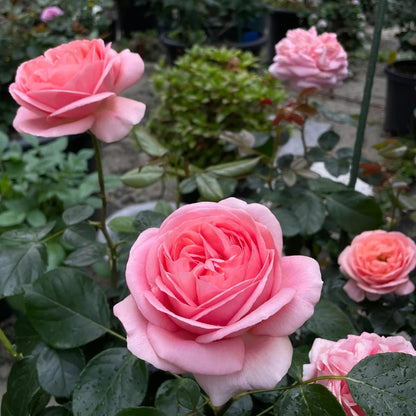 Voyage German Florist Shrub Rose