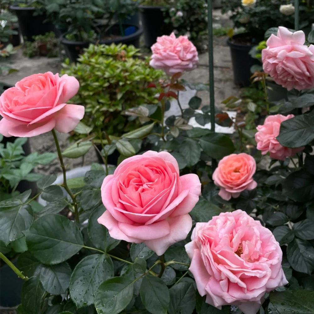 Voyage German Florist Shrub Rose Own Root | Highgarden Roses | Tantau