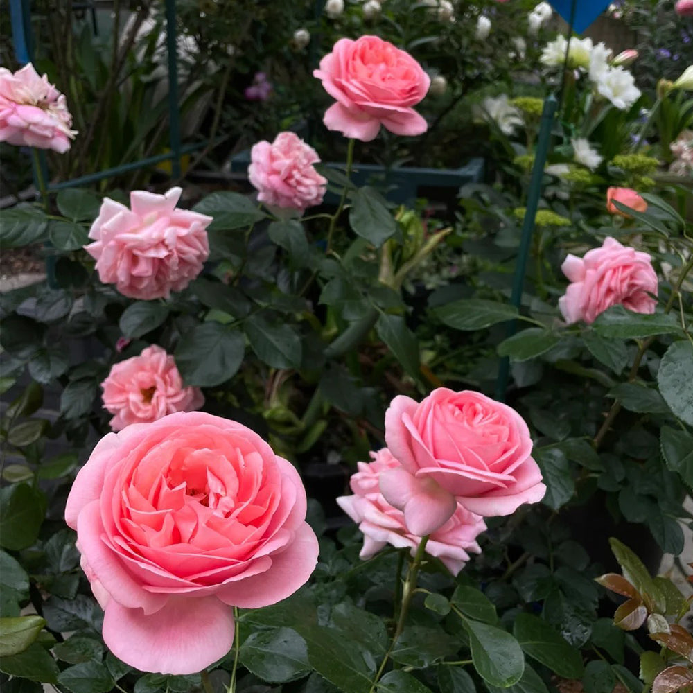 Voyage German Florist Shrub Rose
