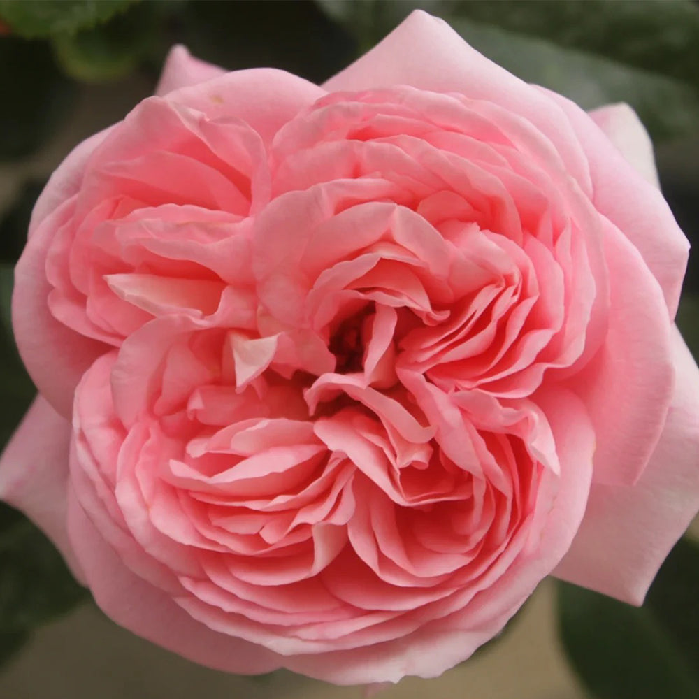 Voyage German Florist Shrub Rose