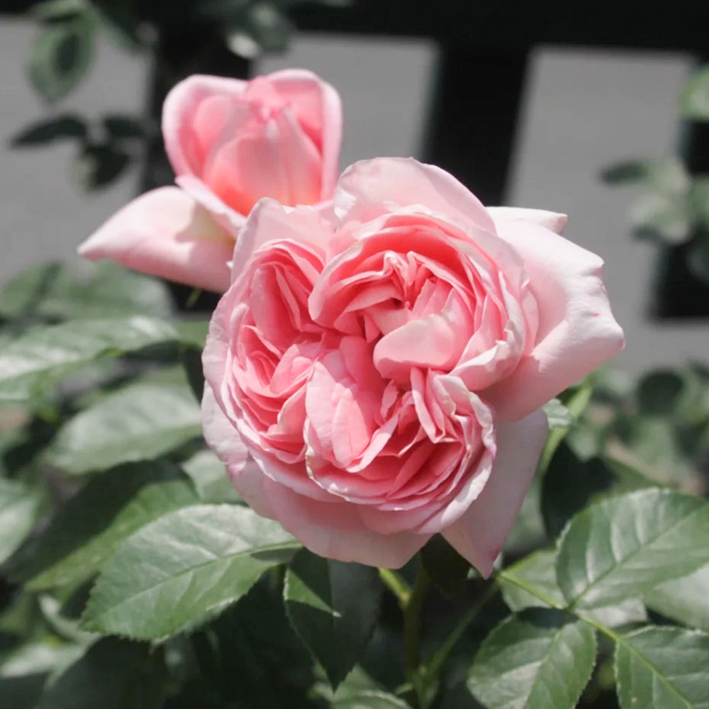 Voyage German Florist Shrub Rose